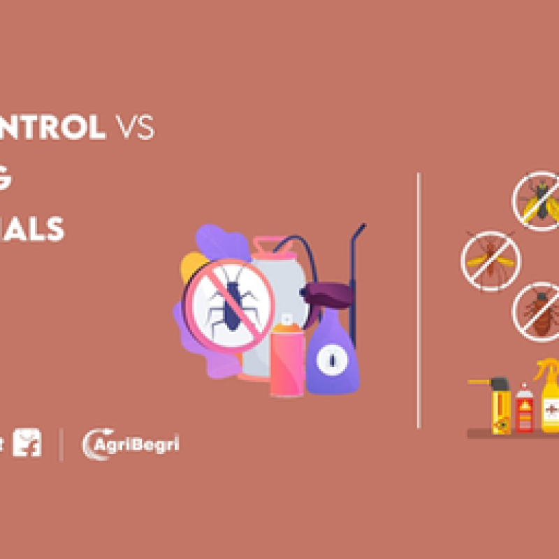 DIY Pest Control vs Contacting Professionals